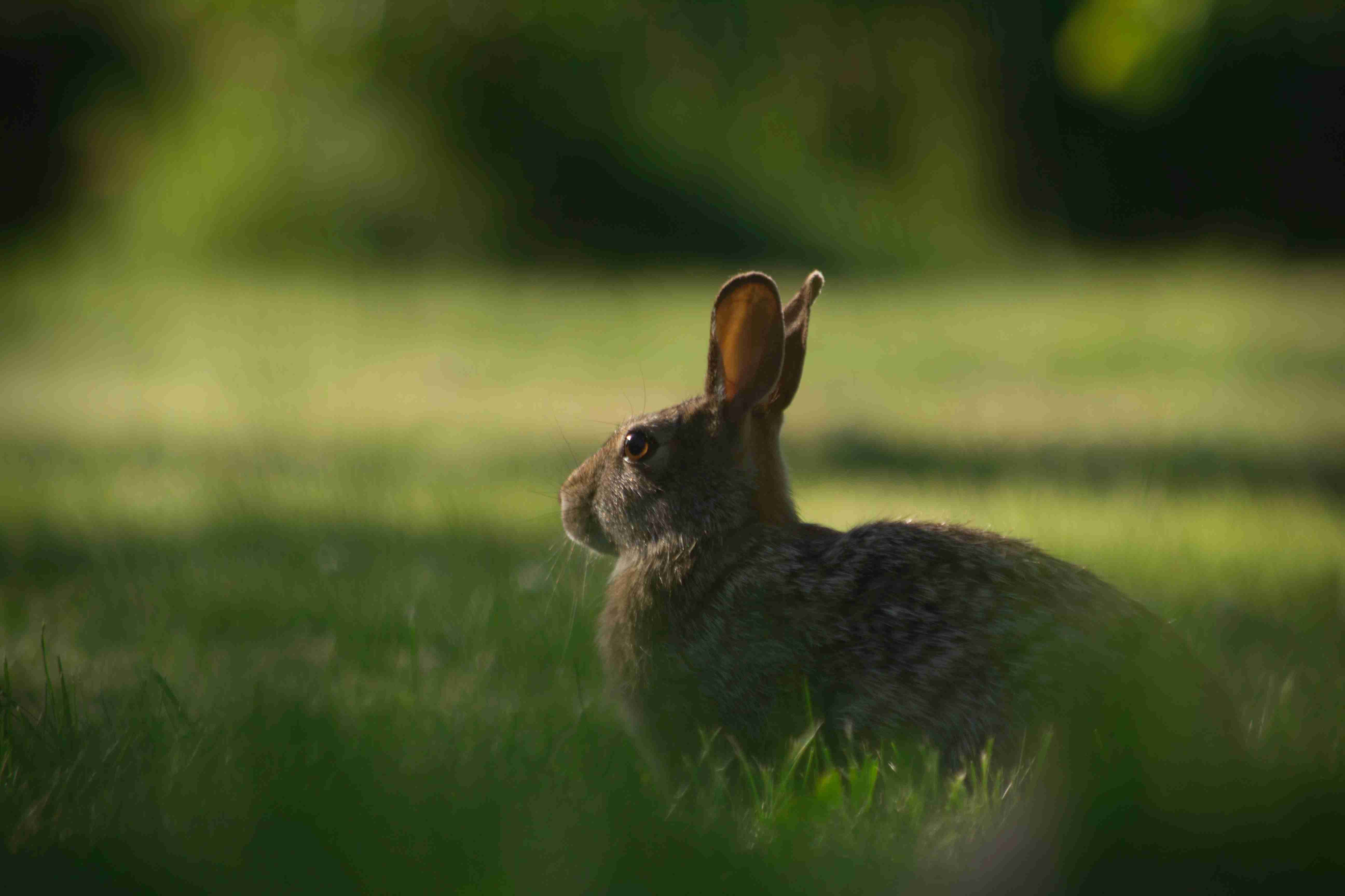 Rabbit Heat Stroke: Recognizing the Signs and Symptoms